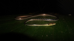 Dendrelaphis haasi