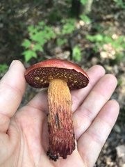 Exsudoporus