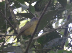 Dysithamnus stictothorax