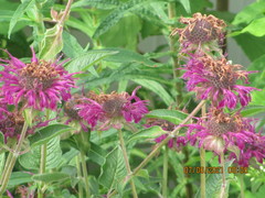Monarda media