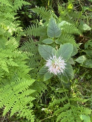 Monarda bradburiana
