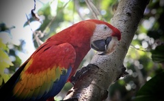 Ara macao cyanopterus