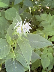 Monarda bradburiana
