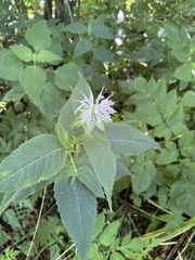 Monarda bradburiana