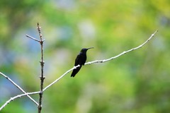 Anthracothorax dominicus