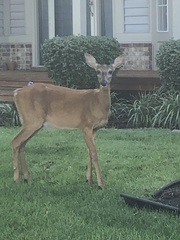 Odocoileus virginianus