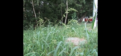 Echinochloa crus-galli