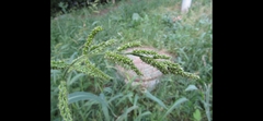 Echinochloa crus-galli