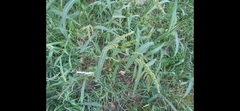 Echinochloa crus-galli