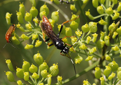 Amblyjoppa fuscipennis