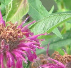 Monarda media
