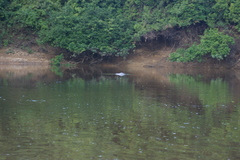 Inia geoffrensis boliviensis