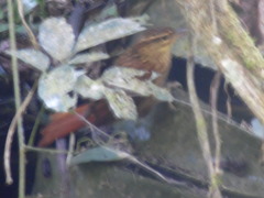 Syndactyla rufosuperciliata