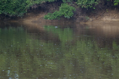Inia geoffrensis boliviensis