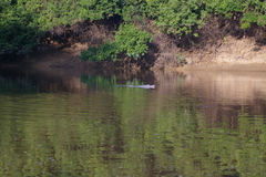 Inia geoffrensis boliviensis