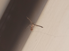 Anstenoptilia
