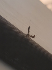 Anstenoptilia