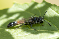 Trypoxylon tridentatum