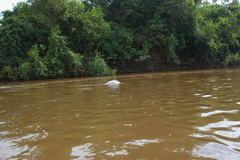 Inia geoffrensis boliviensis