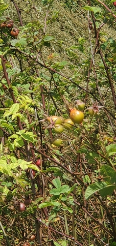 iNaturalist observation photo of California Wild Rose