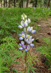Lupinus neomexicanus