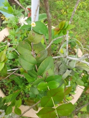 Eugenia uniflora
