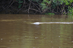 Inia geoffrensis boliviensis