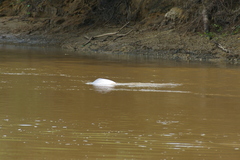 Inia geoffrensis boliviensis