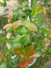 Eugenia uniflora