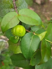 Eugenia uniflora