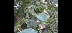 Betula pendula