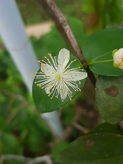 Eugenia uniflora