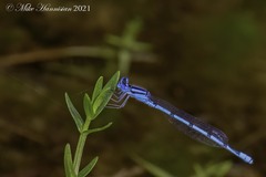 Enallagma doubledayi