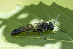 Trypoxylon tridentatum