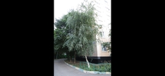 Betula pendula