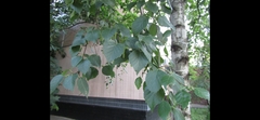 Betula pendula