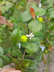 Eugenia uniflora