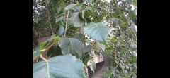 Betula pendula