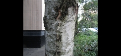 Betula pendula