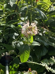 Monarda bradburiana