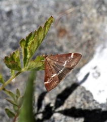 Pyrausta signatalis