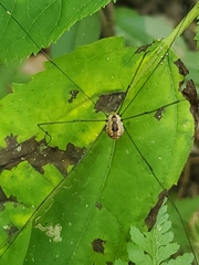 Leiobunum aldrichi