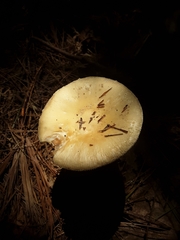 Amanita