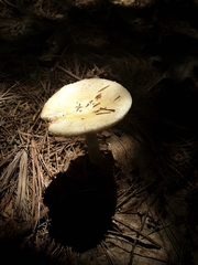 Amanita
