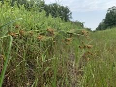 Rhynchospora macrostachya