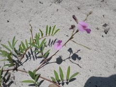 Tephrosia cinerea