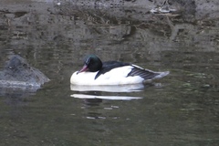 Mergus merganser merganser