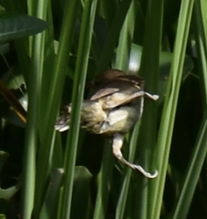 Acrocephalus stentoreus