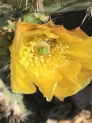 Opuntia semispinosa