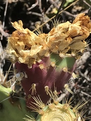 Opuntia semispinosa